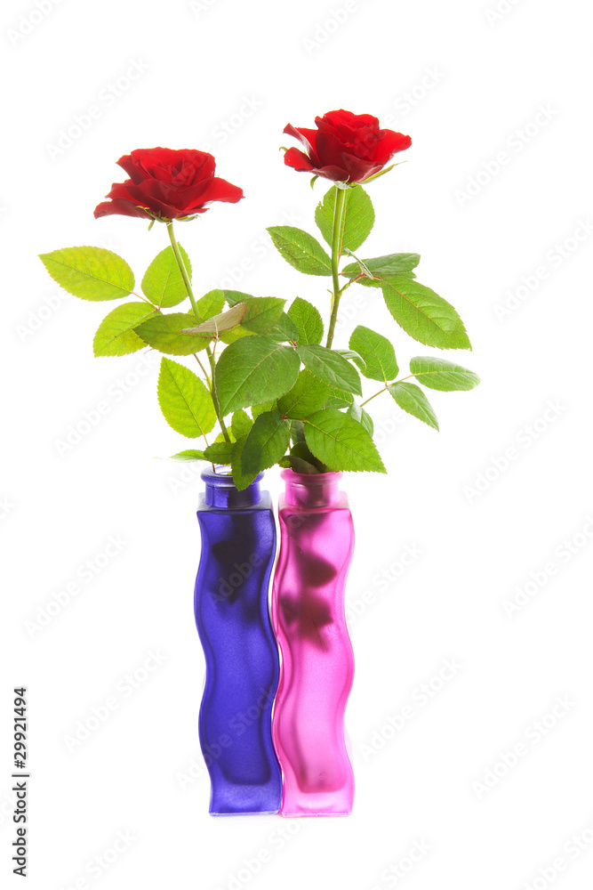 Two red roses in colorful vases over white background