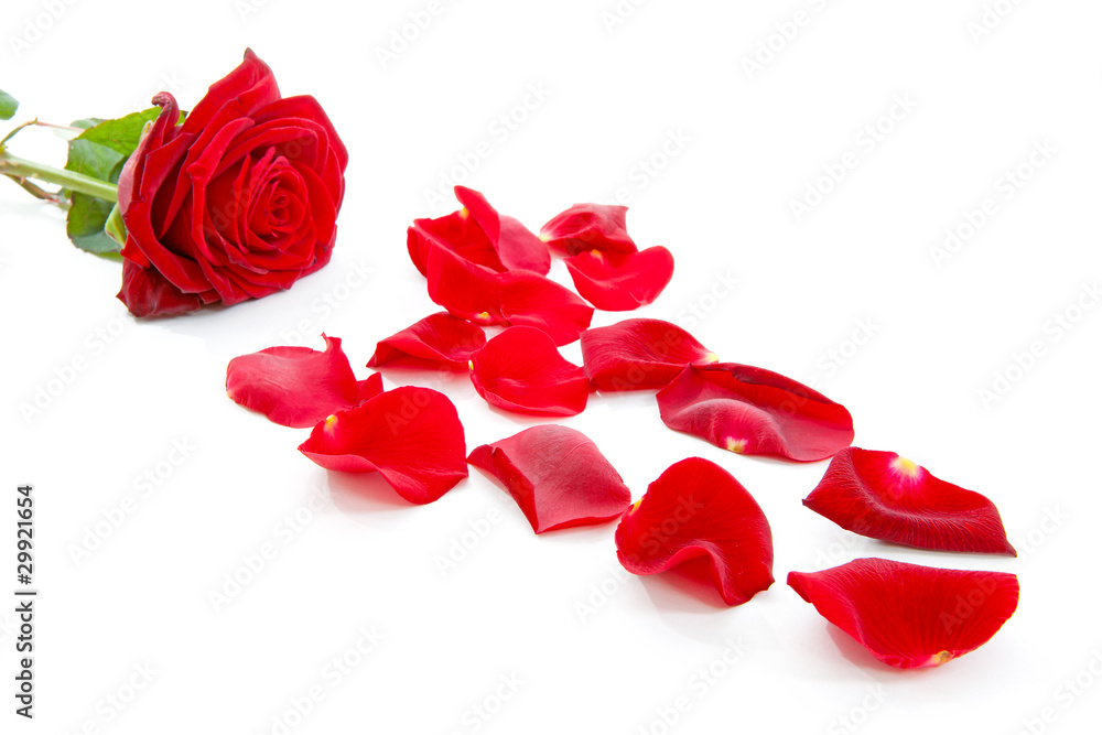 red rose and leaves over white background