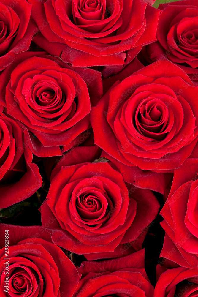 Background of red roses Background of red roses