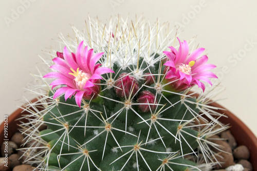Blooming cactus