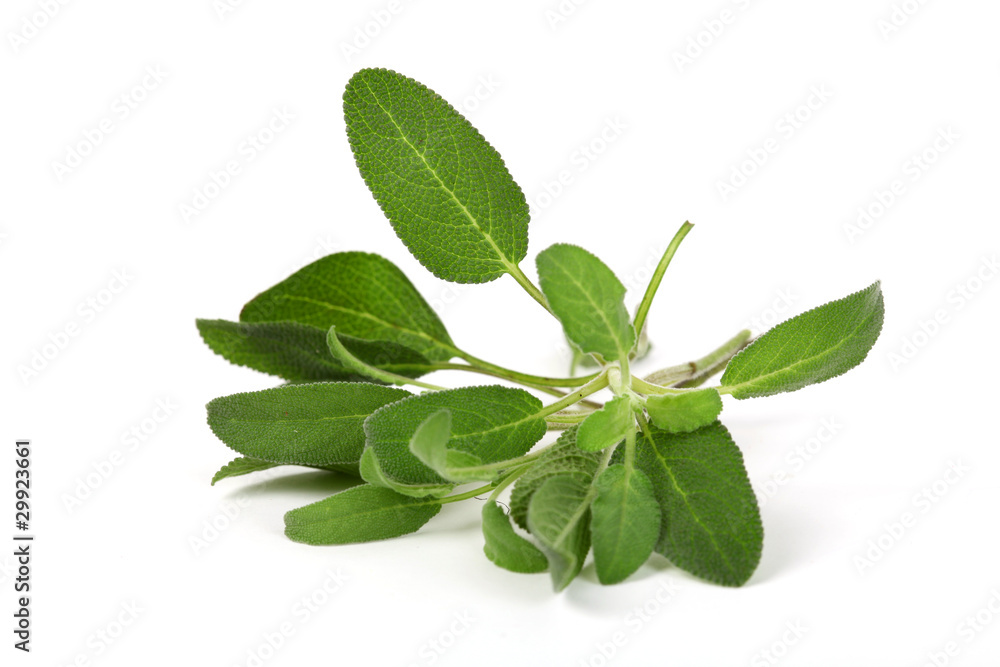 Salbei Salbei