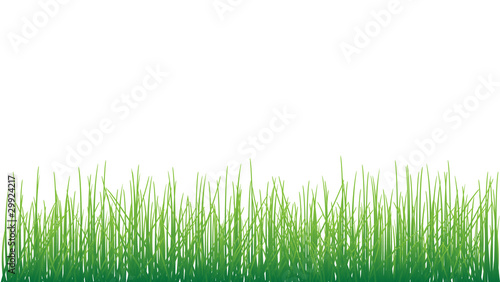 Grass on white background vector format.