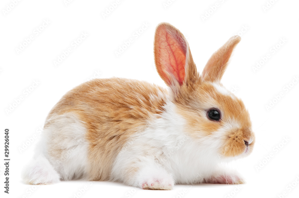 one young baby rabbit isolated one young baby rabbit isolated