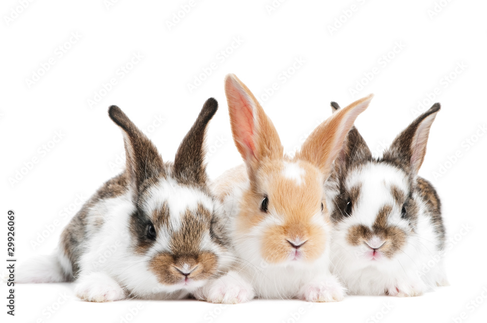 Naklejka premium three young baby rabbit isolated