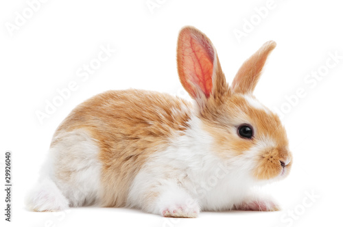 one young baby rabbit isolated © Kadmy