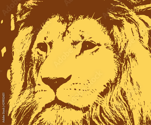 portrait of african lion