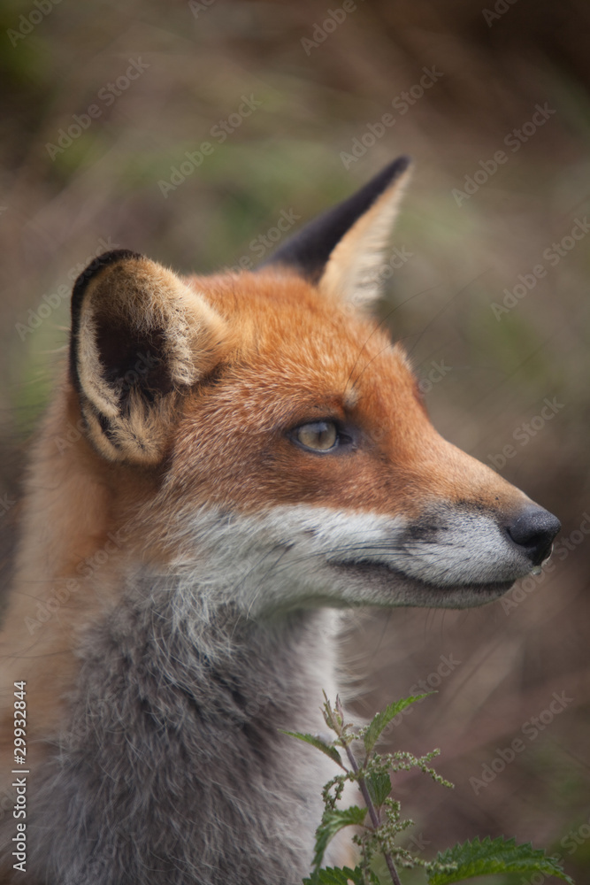Fox Fox