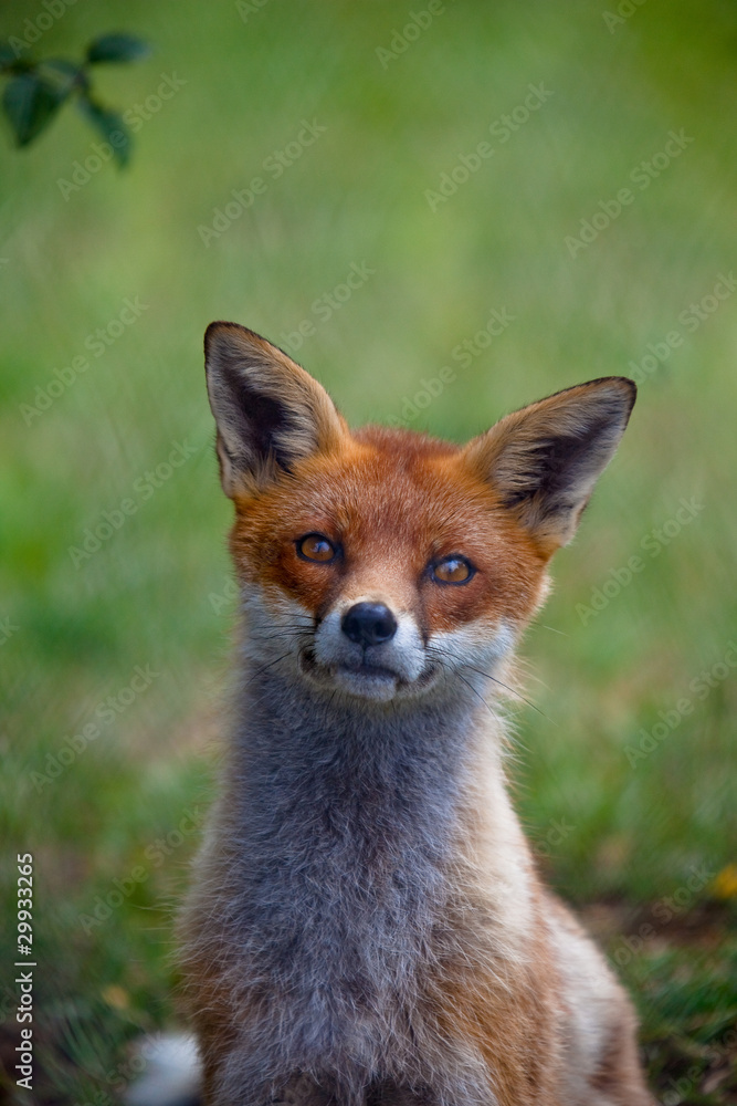 Fox Fox