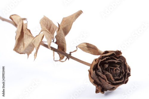 Dark brown dried rose, flower.