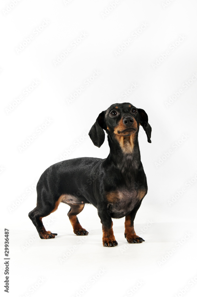 Dachshund Dachshund