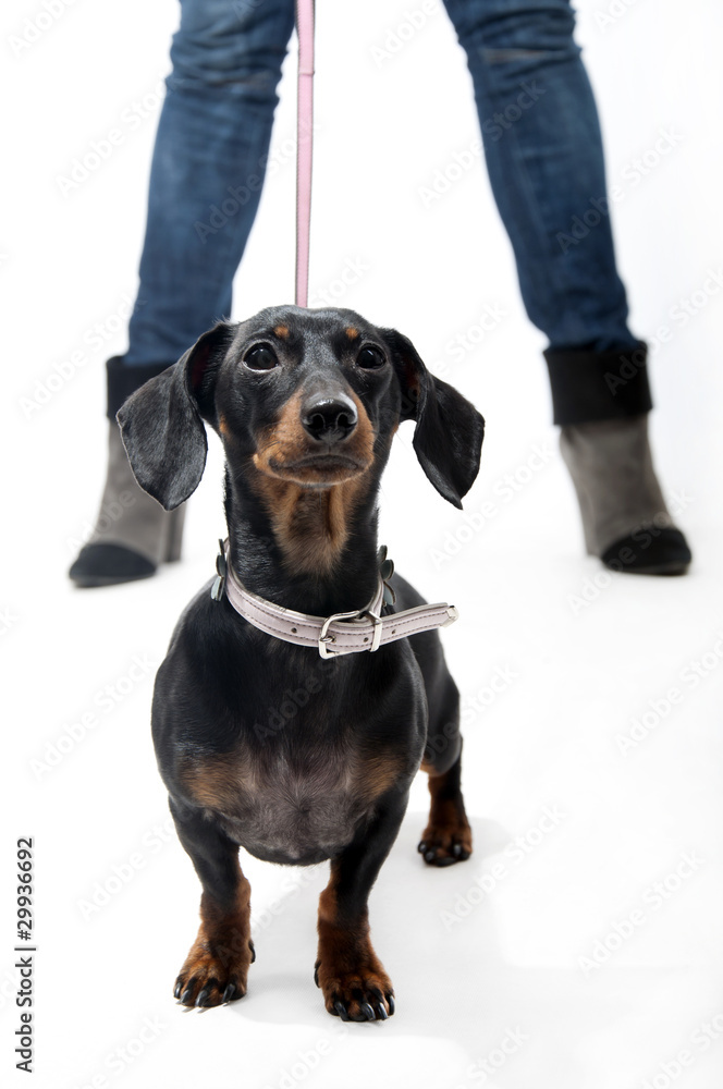 Dachshund on a leash