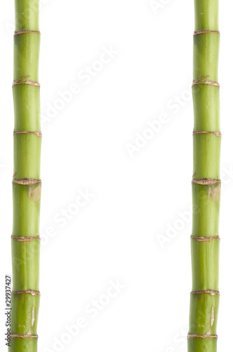 Fresh Bamboo Stalk Border or Background