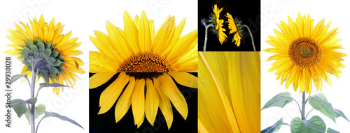 Sonnenblumen Collage
