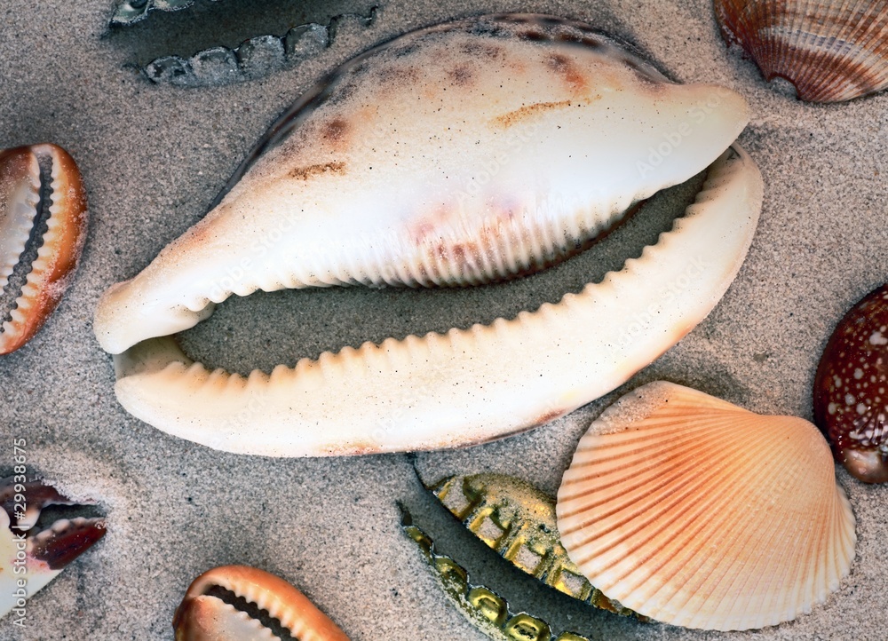 Stil life with several kinds of sea shells Stil life with several kinds of sea shells