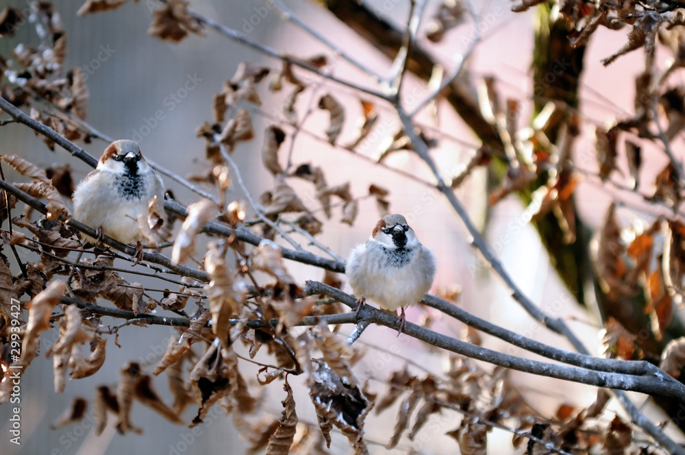 Obraz premium House sparrow