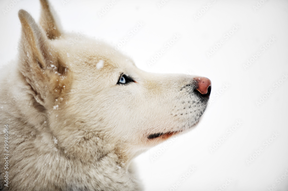 White huskey close up winter photo White huskey close up winter photo