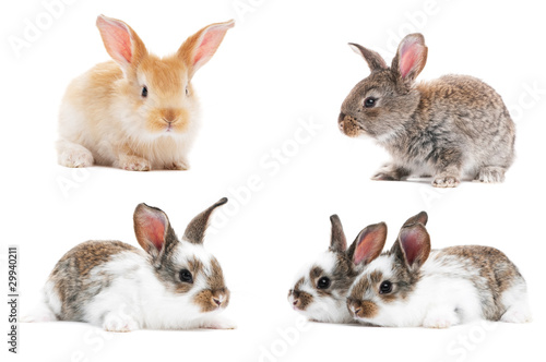 set of baby bunny rabbits