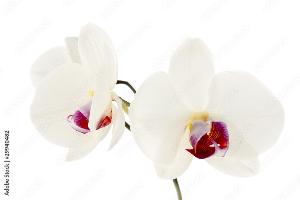 Orchid. Isolated on white.
