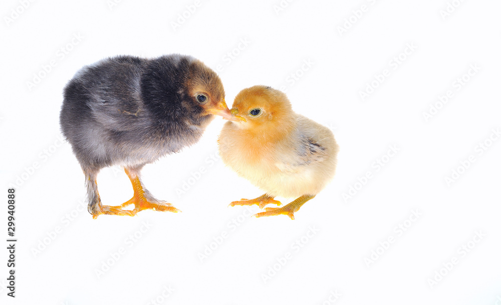 Obraz premium Pollitos sobre fondo blanco