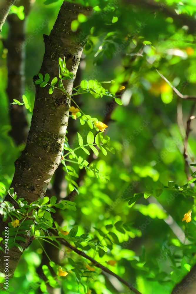 summer background with green leaves of acacia summer background with green leaves of acacia