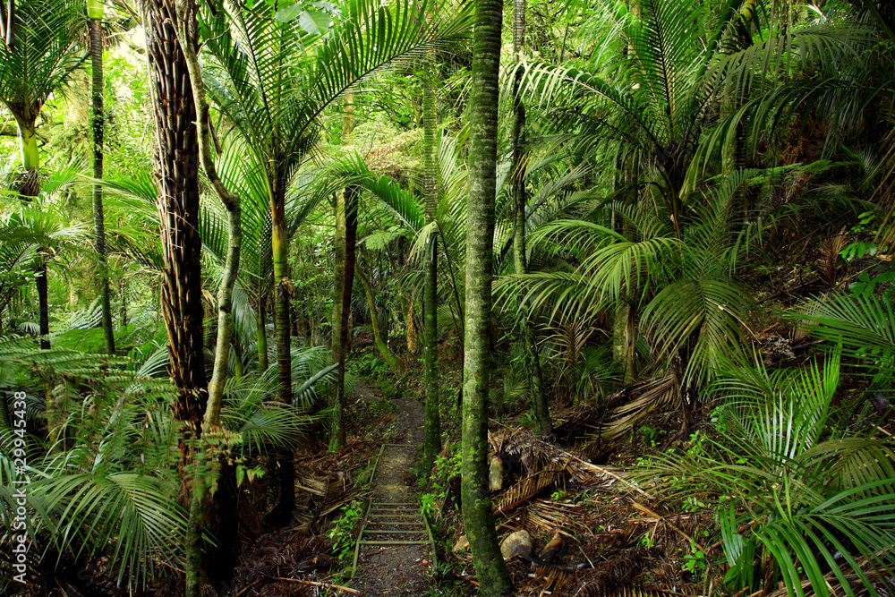 Naklejka premium Tropical forest
