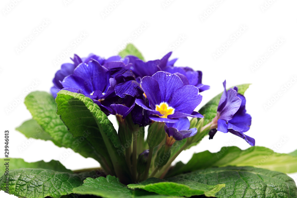 Naklejka premium Violet On White