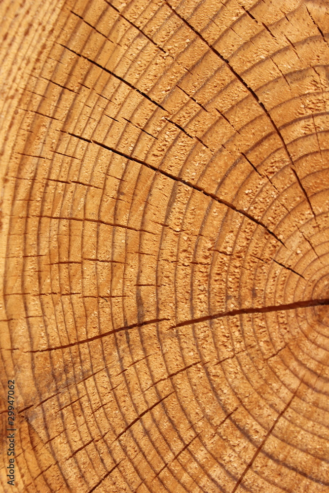 Fototapeta premium wood