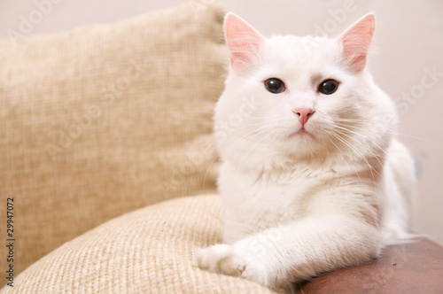 Фотография turkish angora