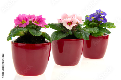 Pots with colorful Primroses