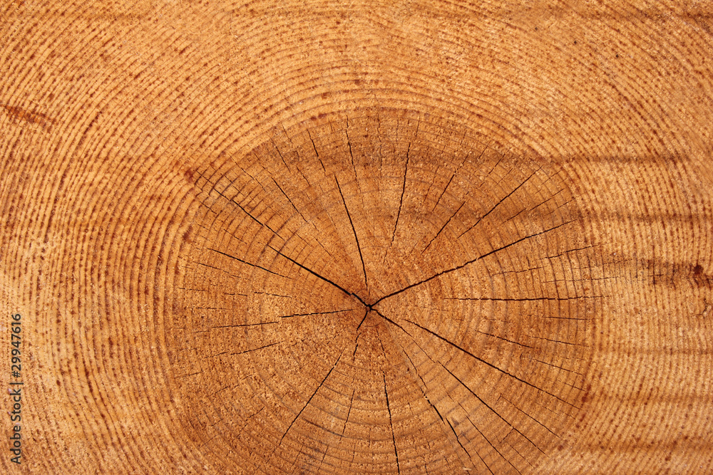 Fototapeta premium wood