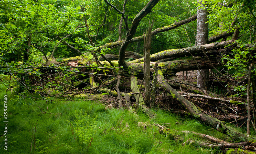 Grassy glade inside deciduous stand Grassy glade inside deciduous stand