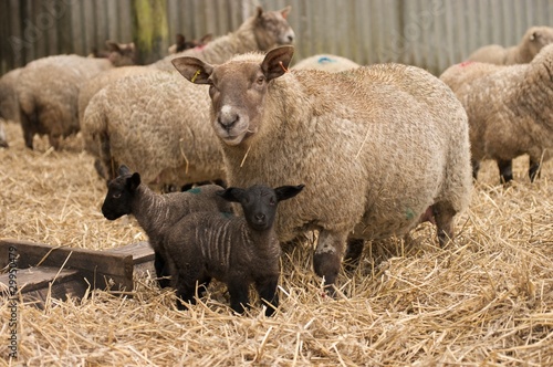 Fototapeta Naklejka Na Ścianę i Meble -  Ewe and lambs