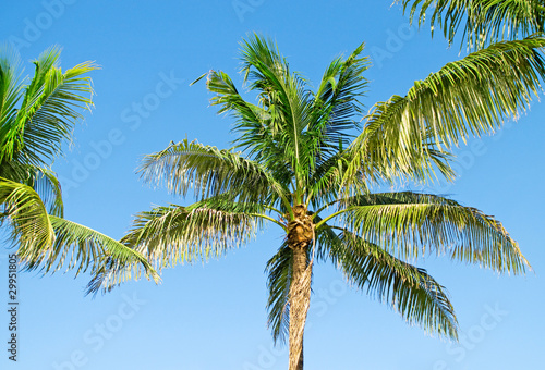 Palms trees on the beach during bright day