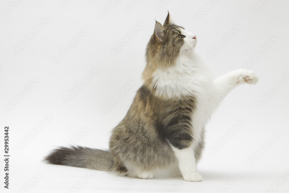 Le Chat Donne La Patte Photos Adobe Stock