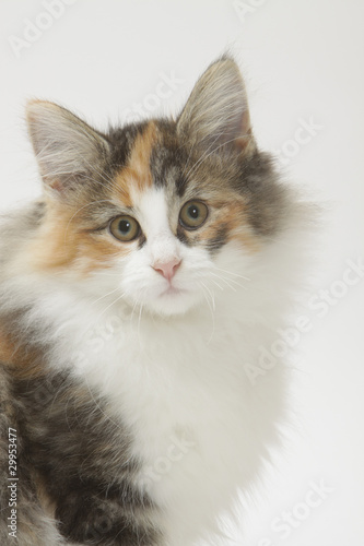 portrait d'un chaton skogkatt - douceur, tendresse