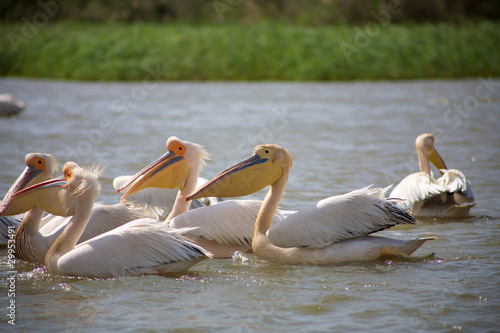 Pelicans in the Djoudj National park © piccaya