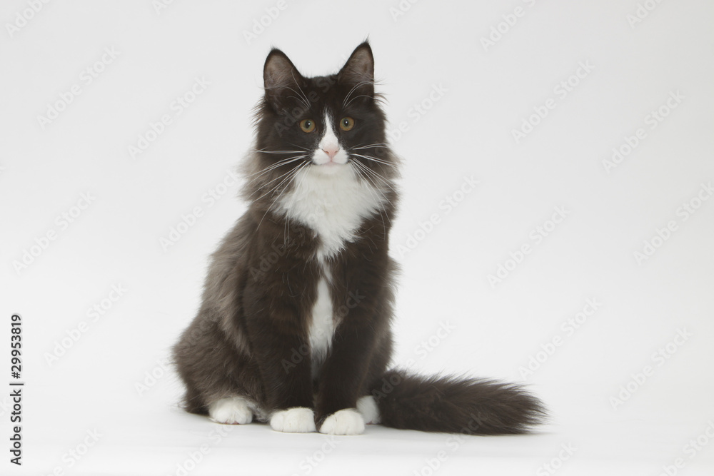 Obraz premium skogkatt assis de face