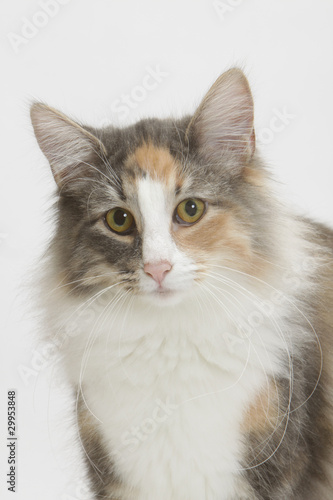 Katze Porträt