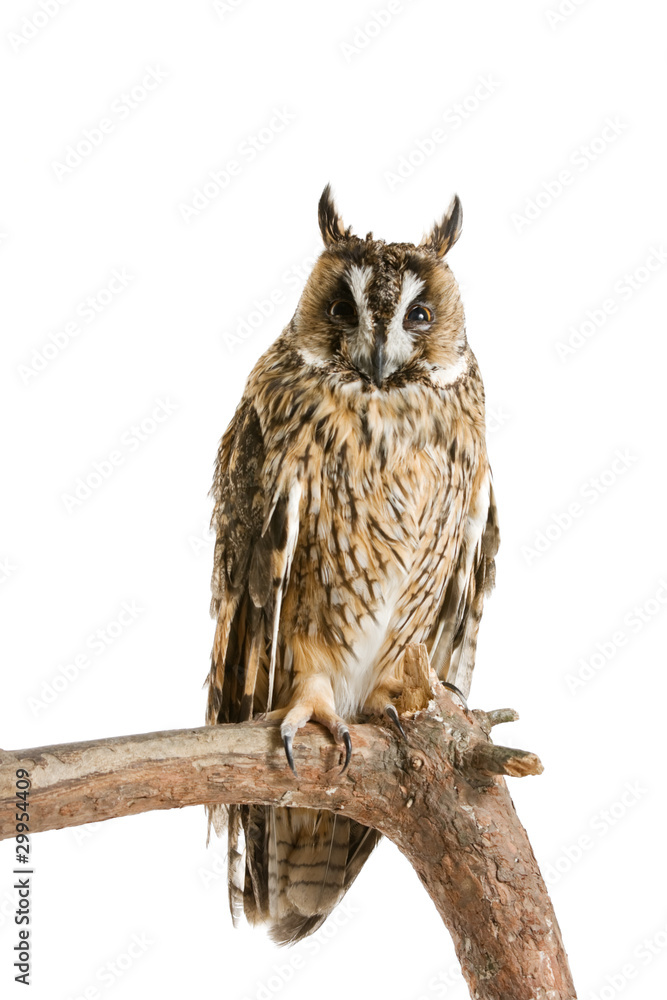 Naklejka premium owl isolated on the white background