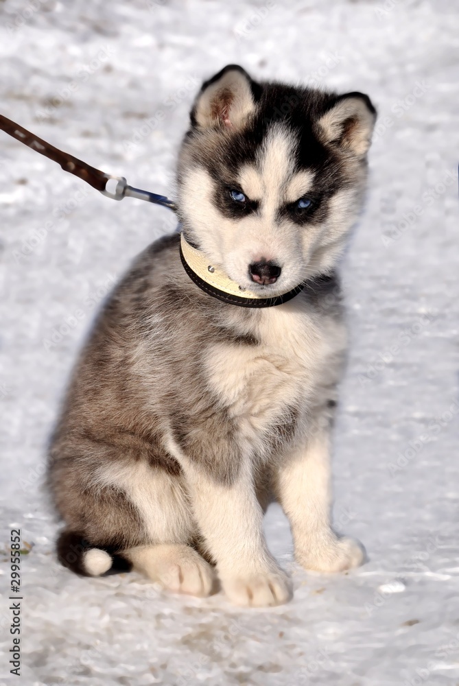 Naklejka premium petit husky