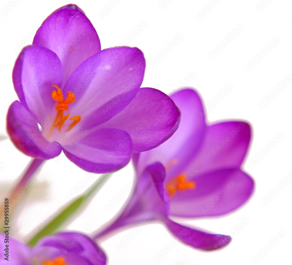 crocus crocus