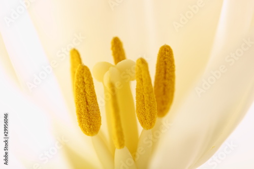 Fototapeta Naklejka Na Ścianę i Meble -  Blütenkelch Nahaufnahme