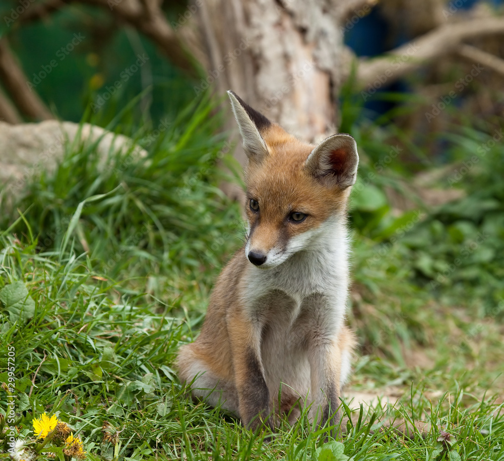 Fox Cub watching Fox Cub watching