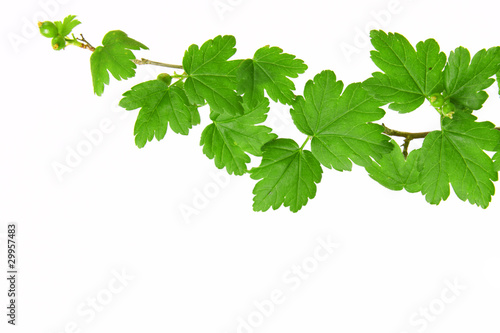 Wallpaper Mural pflanze Torontodigital.ca