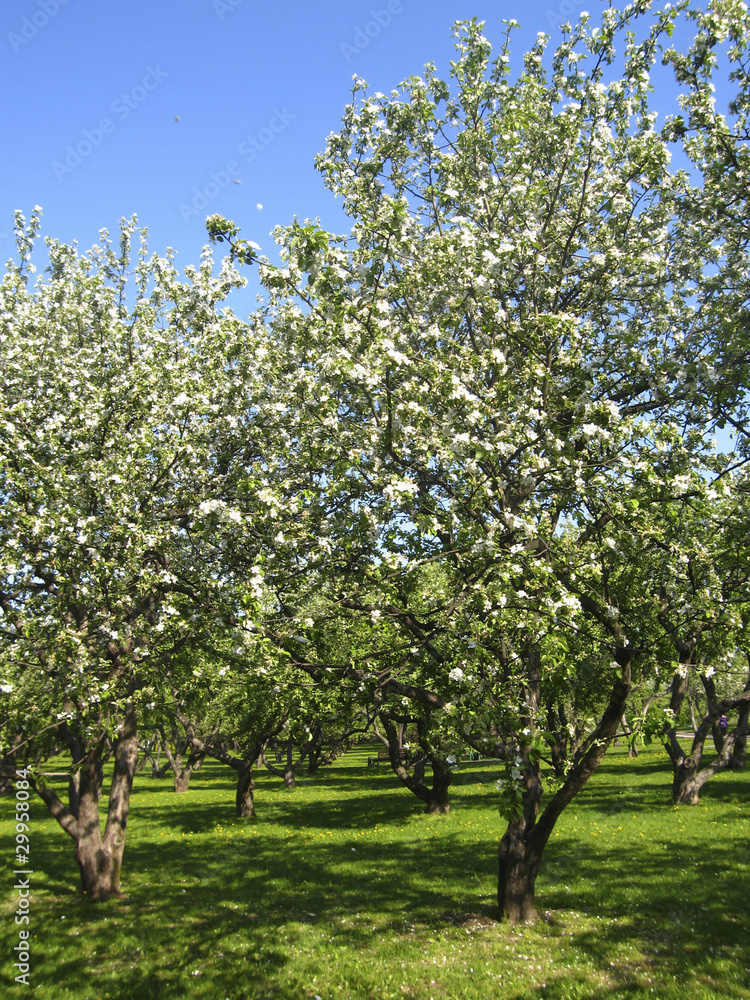 Spring landscape - apple garden in blossom Spring landscape - apple garden in blossom