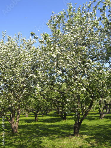 Spring landscape - apple garden in blossom