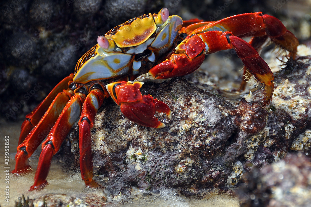 red cliff crab, Galapagos - obrazy, fototapety, plakaty 