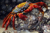 red cliff crab, Galapagos