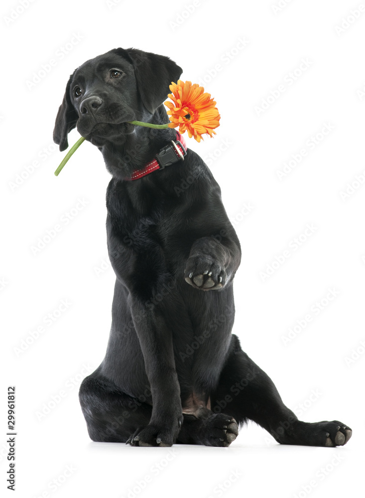 Puppy Labrador retriever holding a flower in its mouth Puppy Labrador retriever holding a flower in its mouth