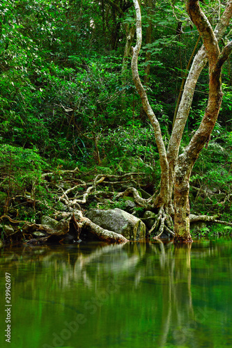 water in forest © leungchopan